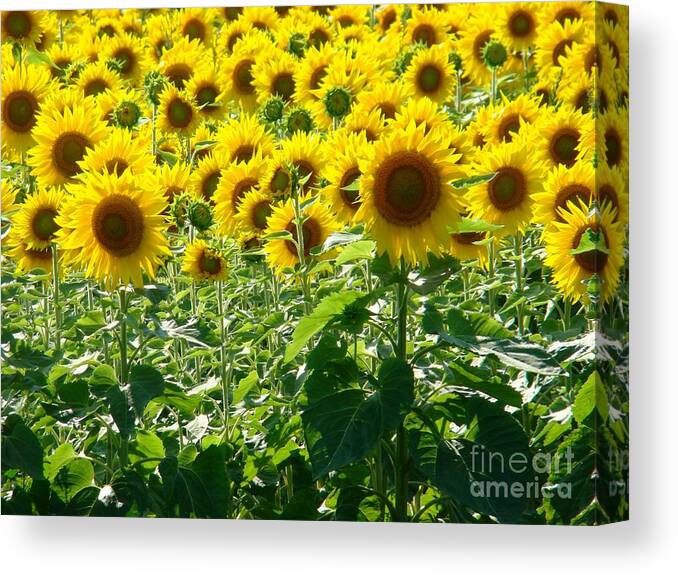 Sunflowers Canvas Print featuring the photograph Garden of Sunshine by Margaret Hamilton