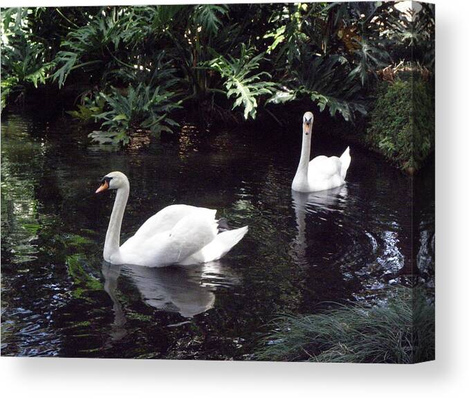Swan Canvas Print featuring the photograph Gracefully Swimming by Kim Galluzzo