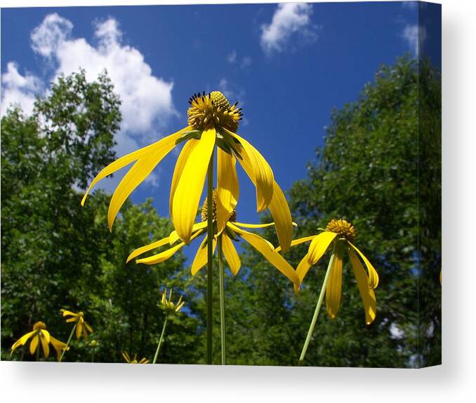 Nature Canvas Print featuring the photograph Green-headed Coneflower by David Pickett