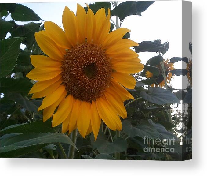 Sunflower Canvas Print featuring the photograph Growing Sunshine by Yenni Harrison