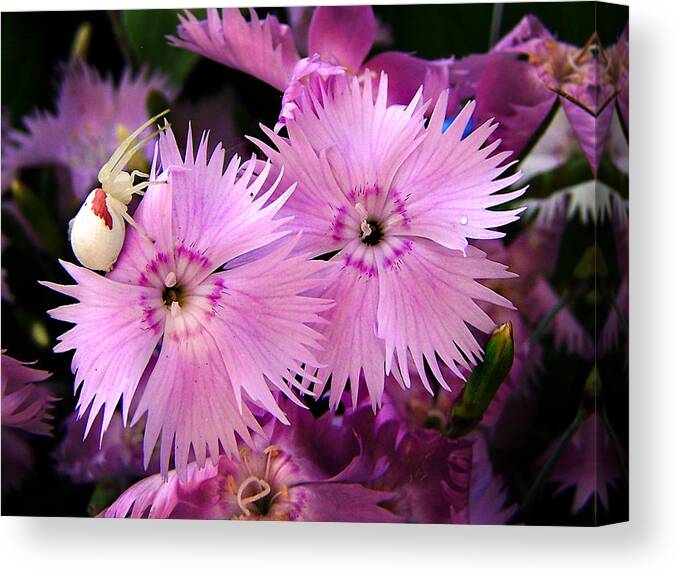 Flowers Canvas Print featuring the photograph Guarding the Beauty by Bill Pevlor