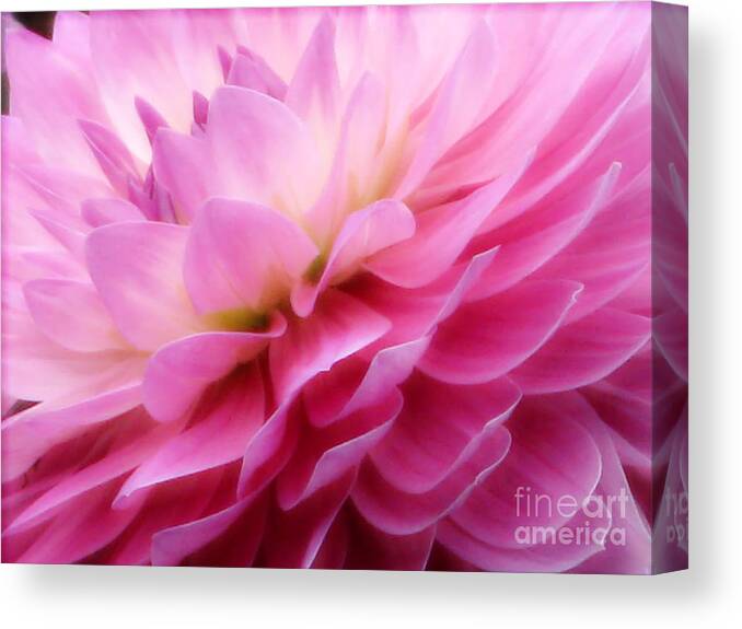 Dahlia Canvas Print featuring the photograph Heaven by Rory Siegel