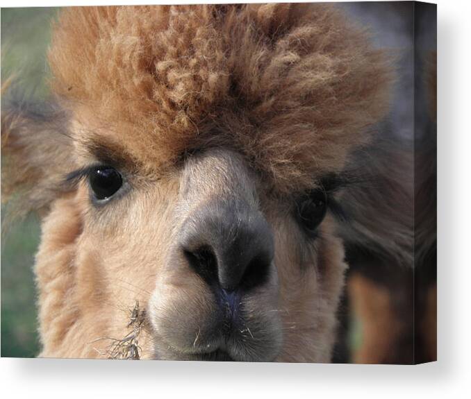 Alpaca Canvas Print featuring the photograph Hello can I help you by Kim Galluzzo Wozniak