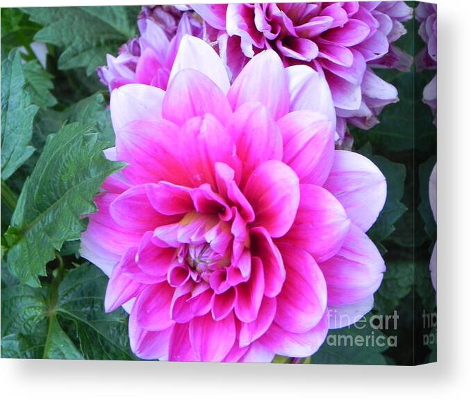 Pink Flower Canvas Print featuring the photograph Hello Dahlia by Sandra Presley