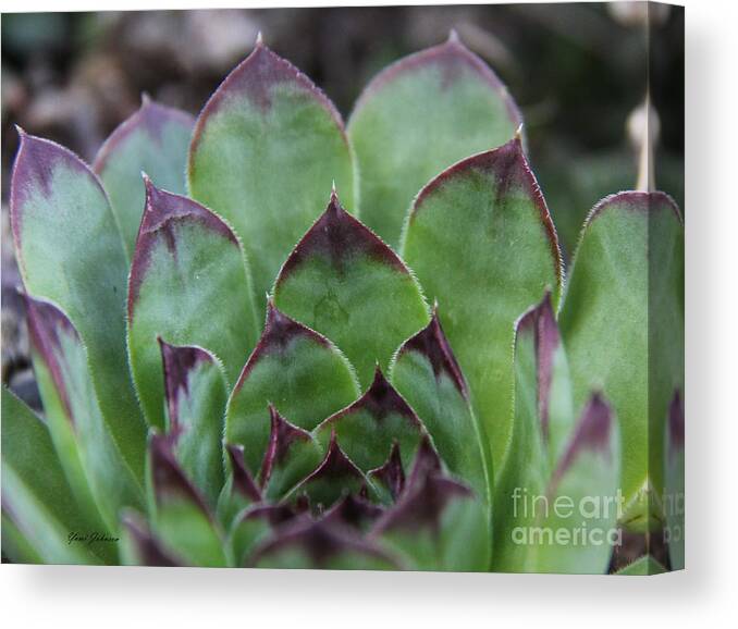 Hens And Chicks Plant Canvas Print featuring the photograph Hens and Chicks by Yumi Johnson