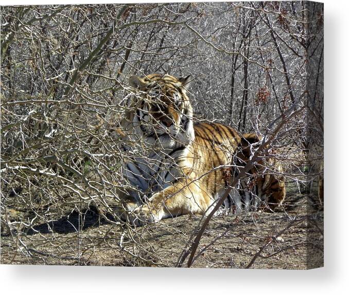 Tiger Male Canvas Print featuring the photograph Hide N Seek by Kim Galluzzo