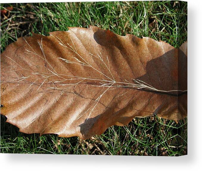 Fall Canvas Print featuring the photograph High Point Grass on Chestnut Leaf by Anna Ruzsan