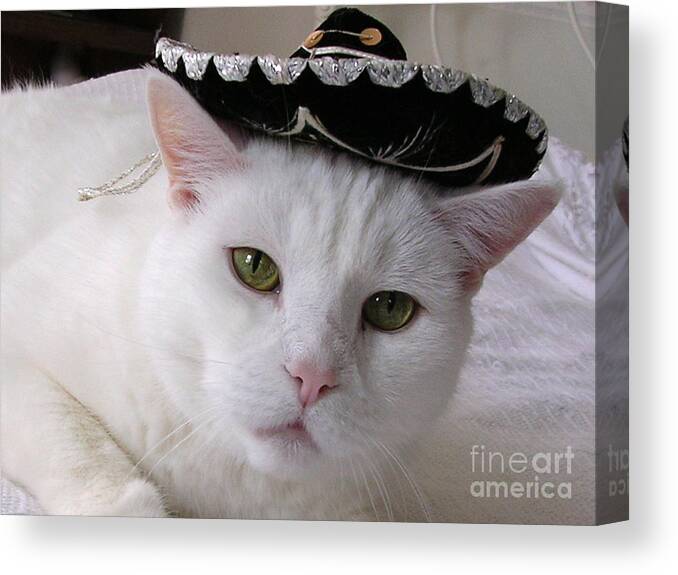 Cat With Sombrero Canvas Print featuring the photograph Hooray For Cinco de Mayo by Byron Varvarigos