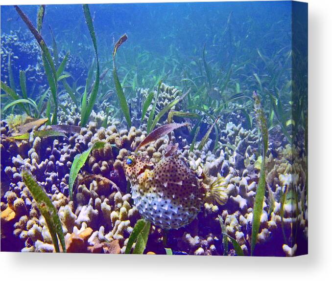 Blowfish Canvas Print featuring the photograph Hootie the Blowfish by Kelly Smith