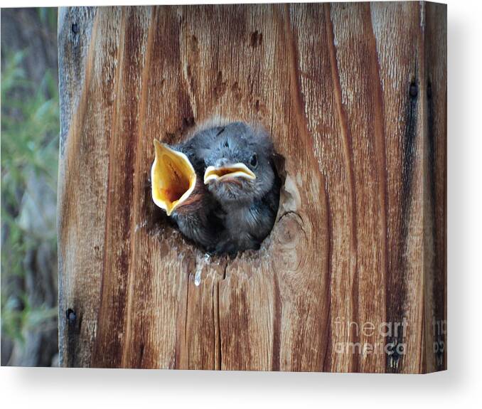 Birds Canvas Print featuring the photograph Hungry Birds by Dirk Barnhart
