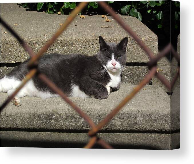 Guy Ricketts Photography And Art Canvas Print featuring the photograph I Know Why the Caged Morty Naps by Guy Ricketts
