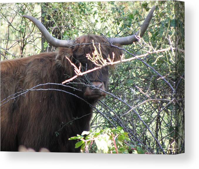 Bull Canvas Print featuring the photograph I See You Looking At Me by Kim Galluzzo