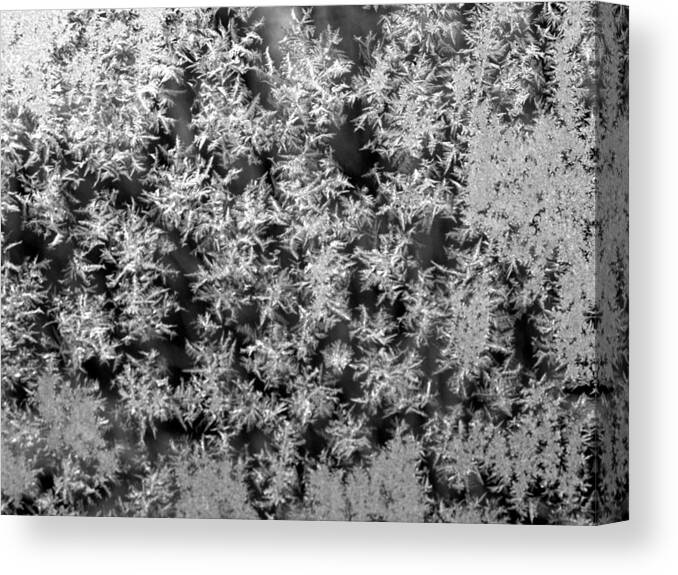 Ice Canvas Print featuring the photograph Ice Beauties by Kim Galluzzo