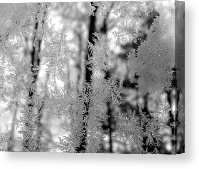Ice Canvas Print featuring the photograph Ice Crystal Beauties by Kim Galluzzo
