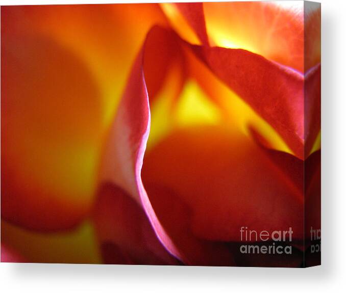 Rose Canvas Print featuring the photograph Inner Flame by Stacey Zimmerman