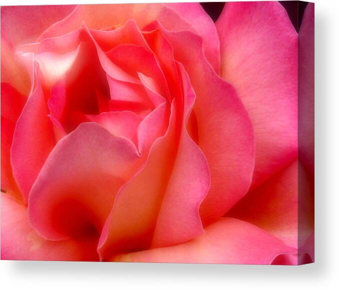 Rose Canvas Print featuring the photograph Inside My Heart II by Rory Siegel