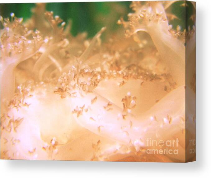 Jellyfish Canvas Print featuring the photograph Jellyfish 3 by Cat Rondeau