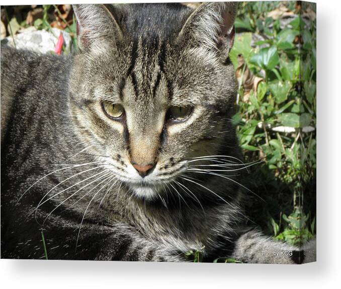 Cat Canvas Print featuring the photograph Just Chillin by Kim Galluzzo