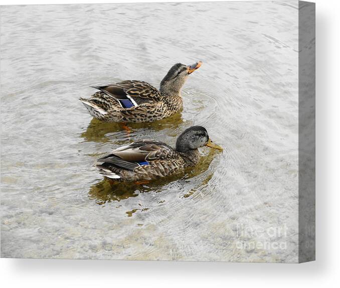 Just Ducky Photography Photograph Daniel Henning Canvas Print featuring the photograph Just Ducky by Daniel Henning
