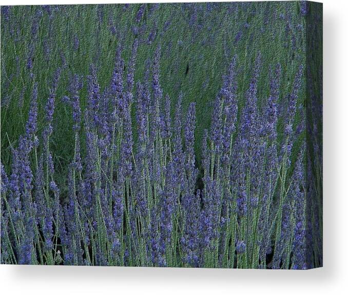 Lavender Canvas Print featuring the photograph Just lavender by Manuela Constantin