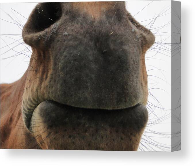 Horse Canvas Print featuring the mixed media Kiss Kiss by Bruce Ritchie
