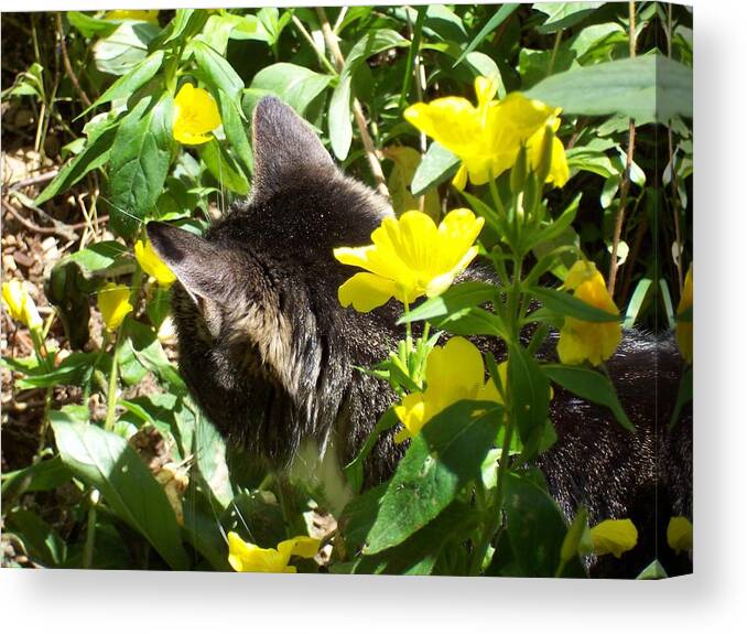 Kitty Canvas Print featuring the photograph Kitty In The Primrose by Kim Galluzzo