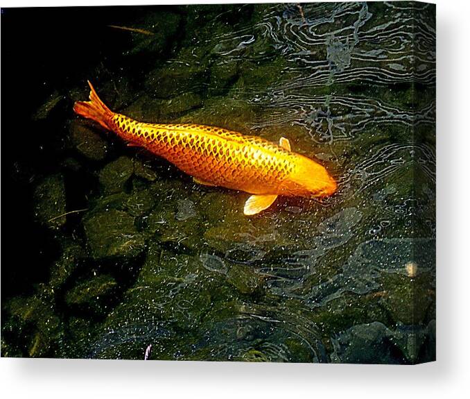 Koi Canvas Print featuring the photograph Koi Story One C by Randall Weidner