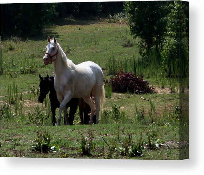 Animal Canvas Print featuring the photograph Leader of the Herd by Karen Harrison Brown