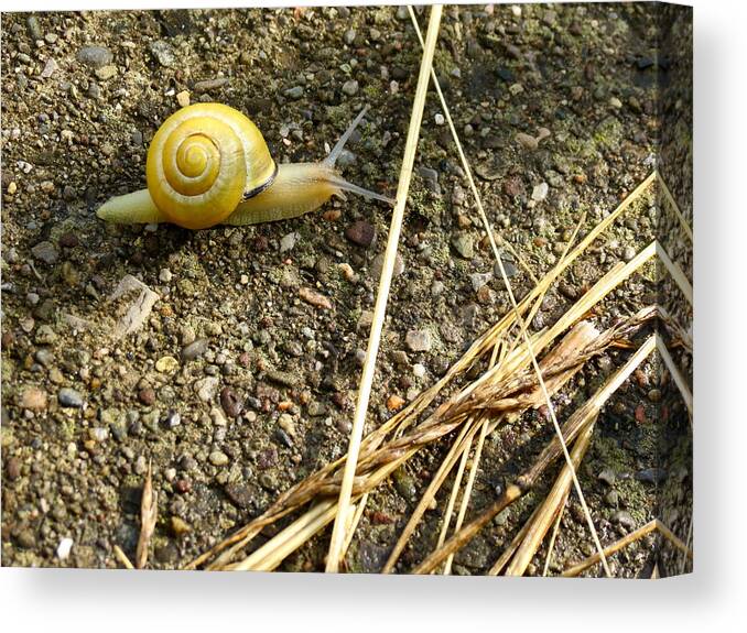 Natural World Canvas Print featuring the photograph Lemon Snail by Azthet Photography