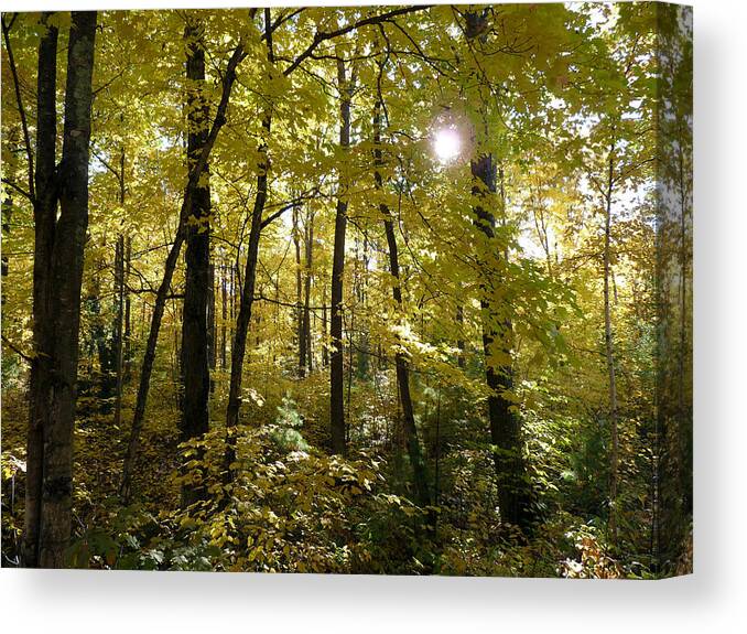 Woods Canvas Print featuring the photograph Let the Sunshine In by Terry Eve Tanner