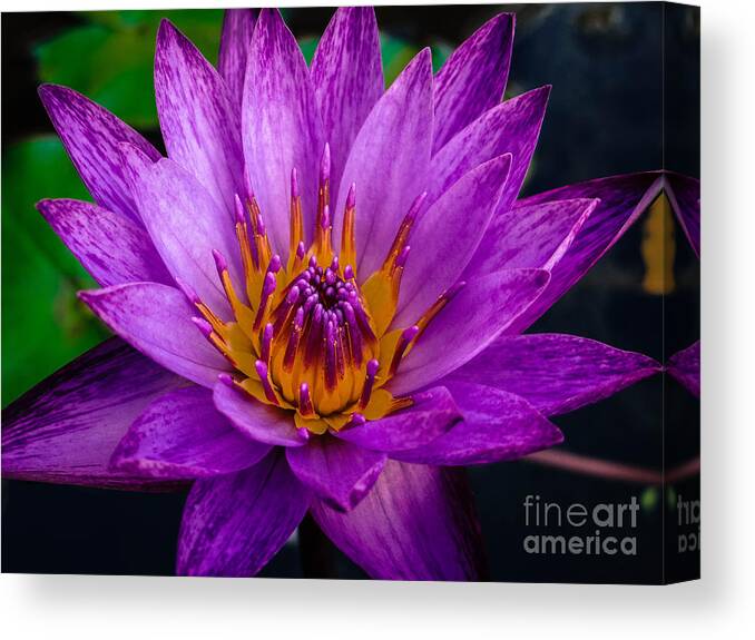 Waterlily Canvas Print featuring the photograph Lily Bright by Stacy Michelle Smith