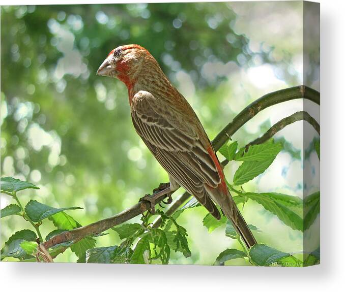 Nature Canvas Print featuring the photograph Listening Finch by Debbie Portwood