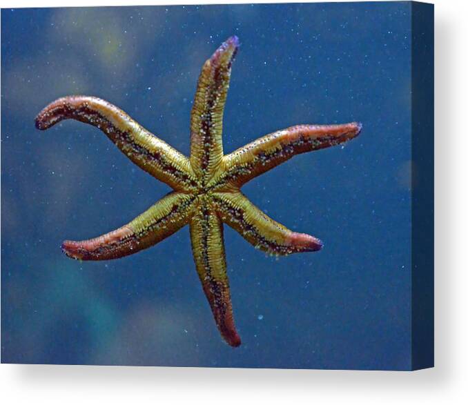 Starfish Canvas Print featuring the photograph Live Starfish by Sandi OReilly
