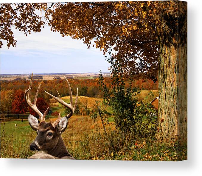 Big Buck Canvas Print featuring the photograph Looking Back Before He Jumps by Randall Branham