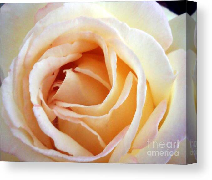 Roses Canvas Print featuring the photograph Love unfurling by Vonda Lawson-Rosa