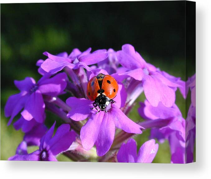 Ladybug Canvas Print featuring the photograph Lucky Ladybug by Wanda Jesfield