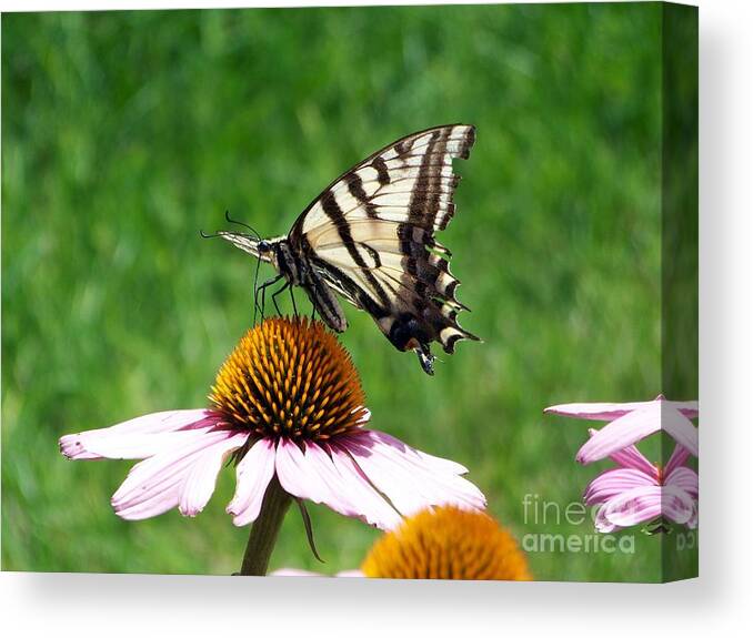 Butterflies Canvas Print featuring the photograph Lunch Time by Dorrene BrownButterfield
