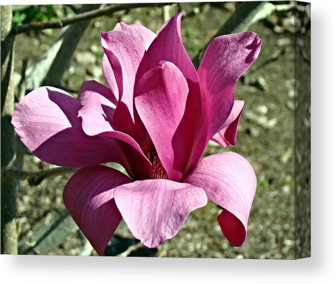 Magnolia Canvas Print featuring the photograph Magnolia Blossum by Nick Kloepping