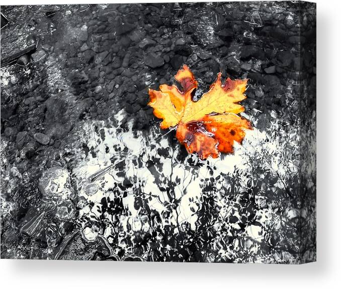 Maple Leaf Canvas Print featuring the photograph Maple Leaf Selective Color by Peter Mooyman