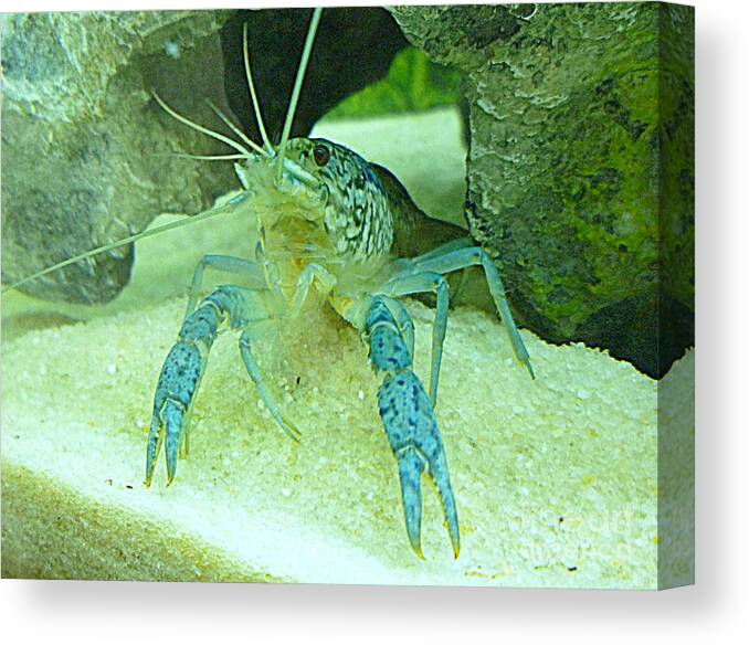 Marbled Crayfish at Rocks Canvas Print / Canvas Art by Renee