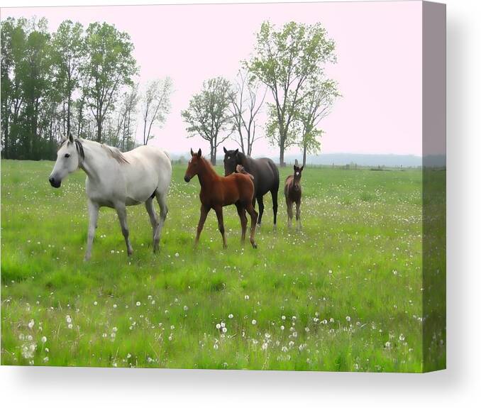 Horse Canvas Print featuring the mixed media Mares and foals in dandelions by Bruce Ritchie