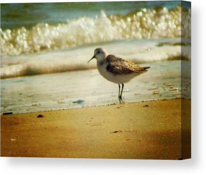 Sea Gull Canvas Print featuring the photograph Memories of Summer by Amy Tyler
