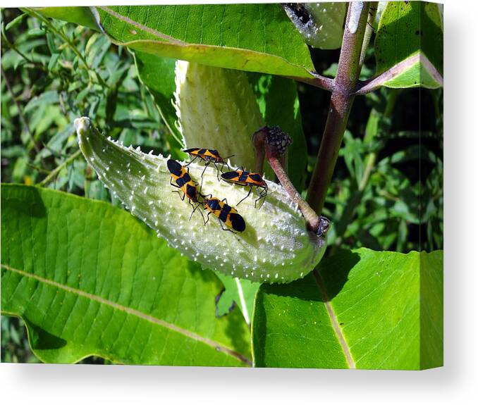 Milkweed Canvas Print featuring the mixed media Milkweed Beetles by Bruce Ritchie