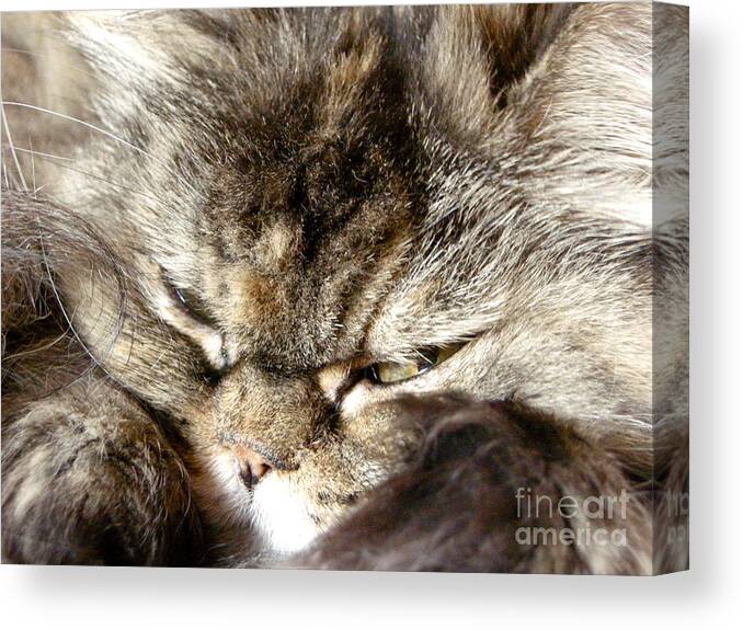 Cat Canvas Print featuring the photograph Missing You by Victoria Lakes
