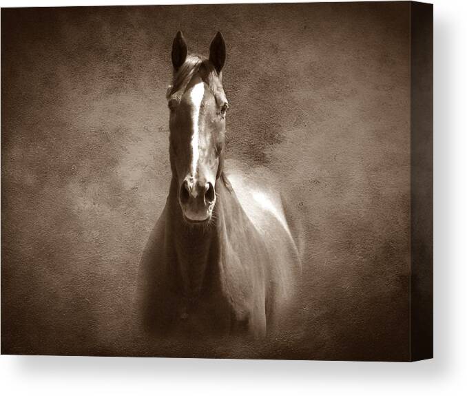 Horse Canvas Print featuring the photograph Misty in the Moonlight S by David Dehner