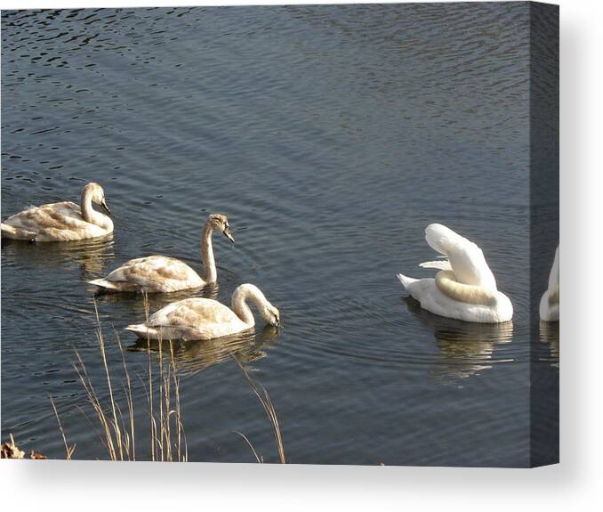 Swan Canvas Print featuring the photograph Mom and Triplets by Kim Galluzzo