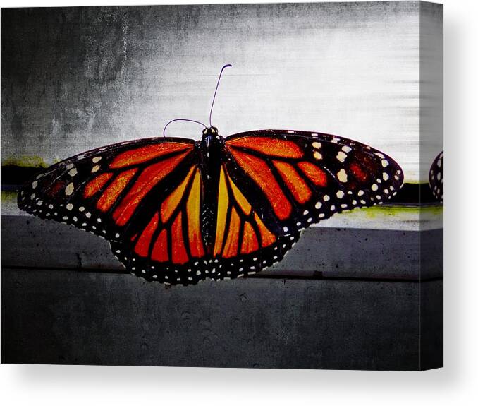 Monarch Canvas Print featuring the photograph Monarch by Julia Wilcox
