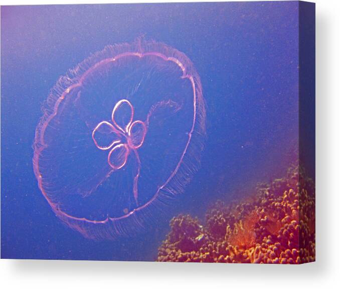 Jelly Canvas Print featuring the photograph Moon Jelly by Kelly Smith