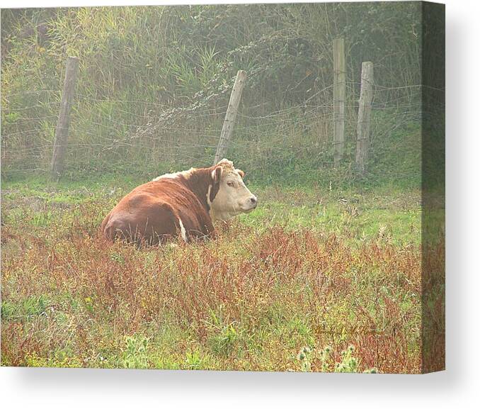 Cow Canvas Prints Canvas Print featuring the photograph Morning MOO by Wendy McKennon