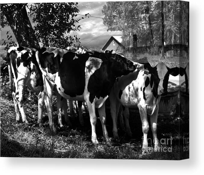 Agriculture Greeting Cards Canvas Print featuring the photograph Morning Sun Cascading Intricate Shadows by Danielle Summa
